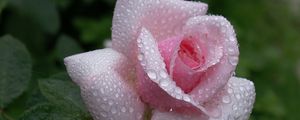 Preview wallpaper rose, flower, bud, leaf, drop, rain, beautiful