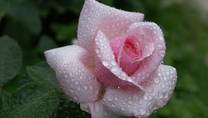 Preview wallpaper rose, flower, bud, leaf, drop, rain, beautiful