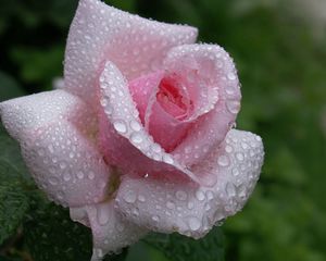 Preview wallpaper rose, flower, bud, leaf, drop, rain, beautiful