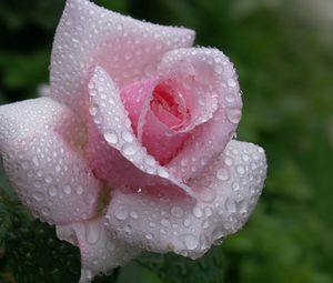 Preview wallpaper rose, flower, bud, leaf, drop, rain, beautiful