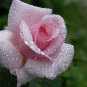 Preview wallpaper rose, flower, bud, leaf, drop, rain, beautiful