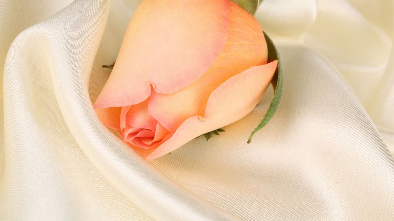 Wallpaper rose, flower, bud, close-up, fabric
