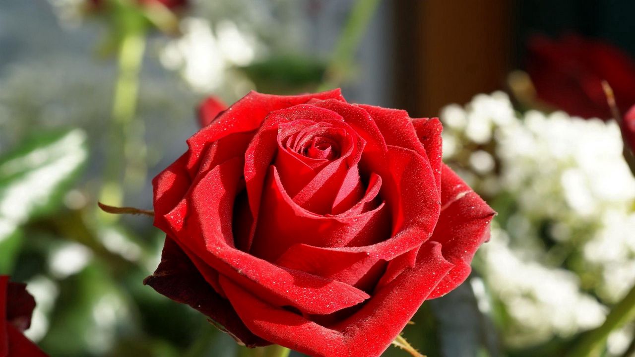 Wallpaper rose, flower, bud, velvety, close-up