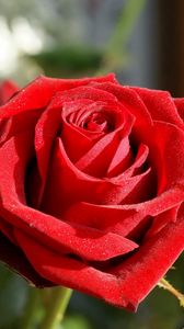 Preview wallpaper rose, flower, bud, velvety, close-up