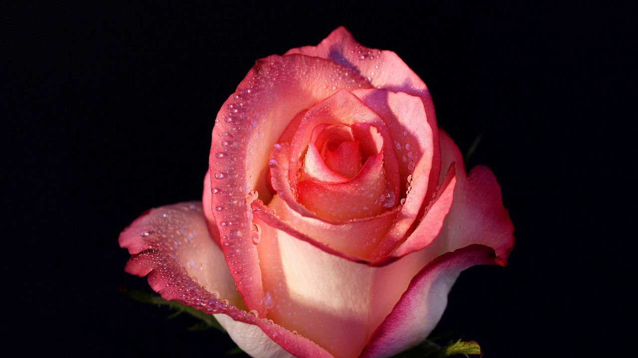 Wallpaper rose, flower, bud, background, drops, stem