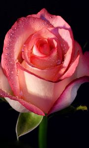 Preview wallpaper rose, flower, bud, background, drops, stem
