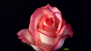 Preview wallpaper rose, flower, bud, background, drops, stem