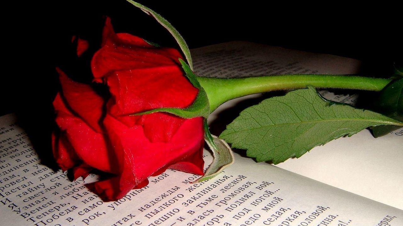 Wallpaper rose, flower, bud, book, text