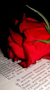 Preview wallpaper rose, flower, bud, book, text