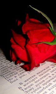 Preview wallpaper rose, flower, bud, book, text