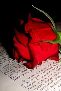 Preview wallpaper rose, flower, bud, book, text