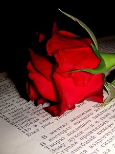 Preview wallpaper rose, flower, bud, book, text