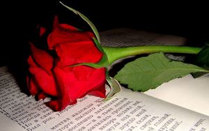 Preview wallpaper rose, flower, bud, book, text