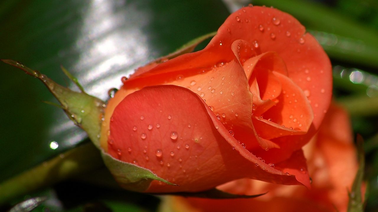 Wallpaper rose, flower, bud, drop