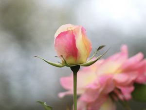 Preview wallpaper rose, flower, bud, macro, pink