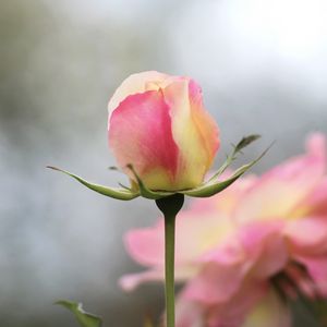 Preview wallpaper rose, flower, bud, macro, pink