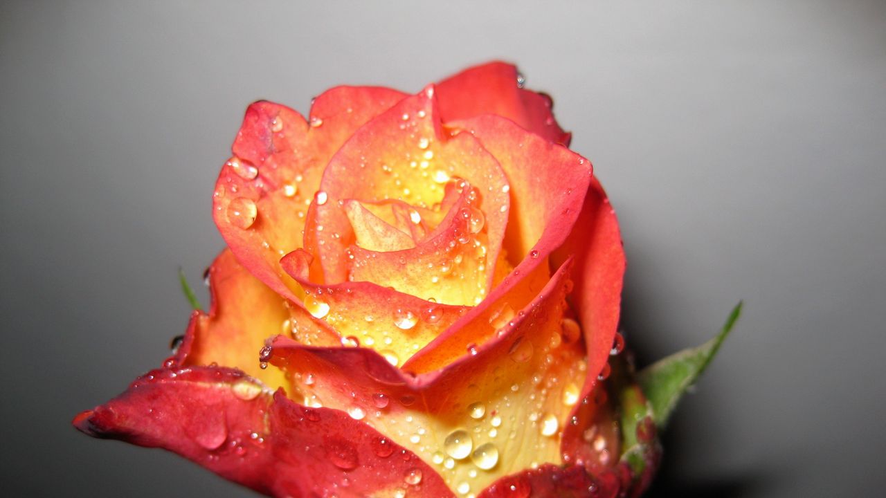 Wallpaper rose, flower, bud, drop, shadow, fresh