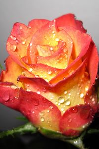 Preview wallpaper rose, flower, bud, drop, shadow, fresh