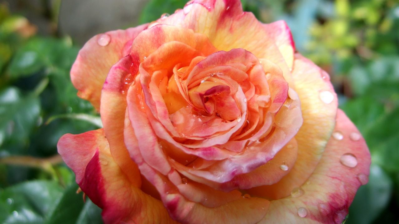 Wallpaper rose, flower, bud, drop, freshness, close-up