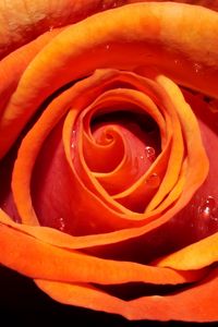Preview wallpaper rose, flower, bud, drops, water, macro