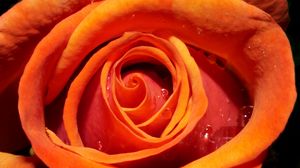 Preview wallpaper rose, flower, bud, drops, water, macro