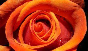 Preview wallpaper rose, flower, bud, drops, water, macro