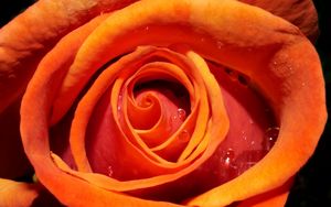 Preview wallpaper rose, flower, bud, drops, water, macro