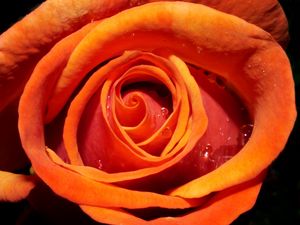 Preview wallpaper rose, flower, bud, drops, water, macro