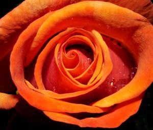 Preview wallpaper rose, flower, bud, drops, water, macro