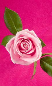 Preview wallpaper rose, flower, bud, leaf, background