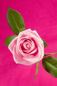 Preview wallpaper rose, flower, bud, leaf, background