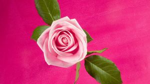 Preview wallpaper rose, flower, bud, leaf, background