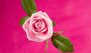 Preview wallpaper rose, flower, bud, leaf, background