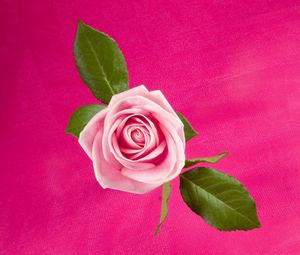 Preview wallpaper rose, flower, bud, leaf, background