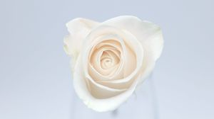 Preview wallpaper rose, flower, bud, petals, white