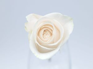 Preview wallpaper rose, flower, bud, petals, white