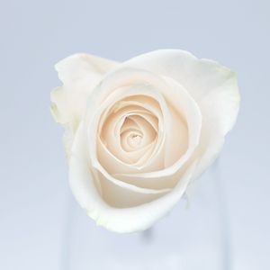 Preview wallpaper rose, flower, bud, petals, white