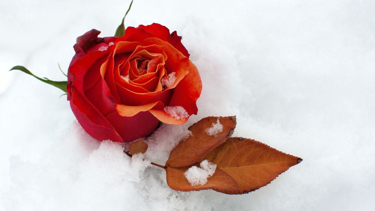 Wallpaper rose, flower, bud, leaf, snow, cold