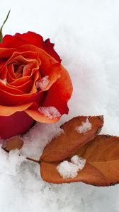 Preview wallpaper rose, flower, bud, leaf, snow, cold