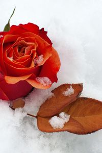 Preview wallpaper rose, flower, bud, leaf, snow, cold