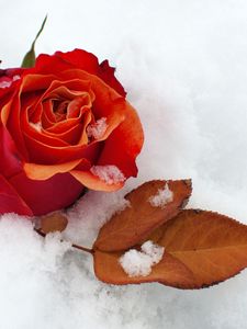 Preview wallpaper rose, flower, bud, leaf, snow, cold