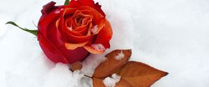 Preview wallpaper rose, flower, bud, leaf, snow, cold