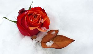 Preview wallpaper rose, flower, bud, leaf, snow, cold