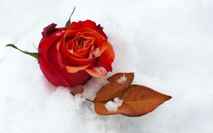 Preview wallpaper rose, flower, bud, leaf, snow, cold