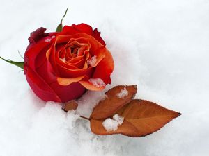 Preview wallpaper rose, flower, bud, leaf, snow, cold