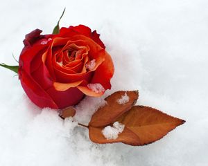 Preview wallpaper rose, flower, bud, leaf, snow, cold