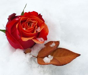 Preview wallpaper rose, flower, bud, leaf, snow, cold