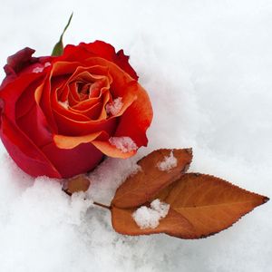 Preview wallpaper rose, flower, bud, leaf, snow, cold