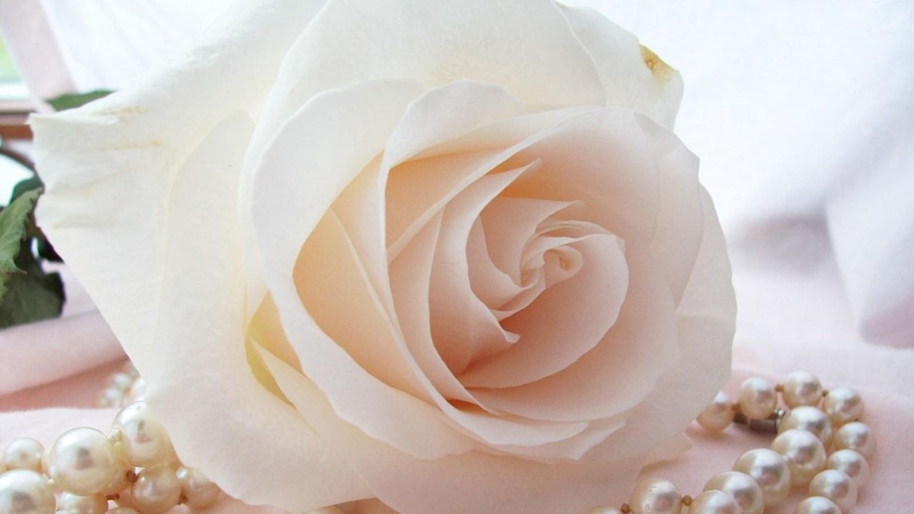 Wallpaper rose, flower, bud, tenderness, beads, pearls, close-up