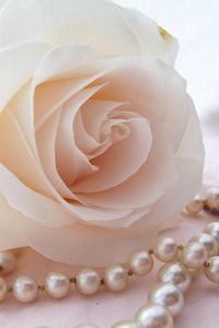 Preview wallpaper rose, flower, bud, tenderness, beads, pearls, close-up